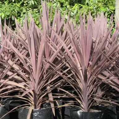 cordyline-midnight-star-