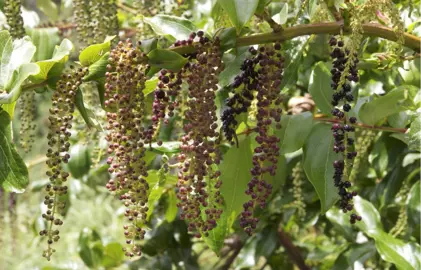 Tutu plant with masses of pink berries.
