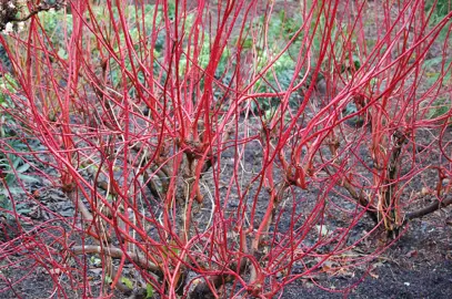 Cornus alba 'Sibirica' red stems on a cluster of shrubs during winter.