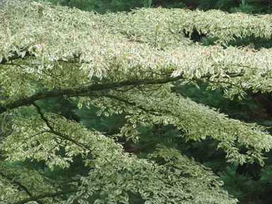Cornus alternifolia 'Argentea' variegated foliage.