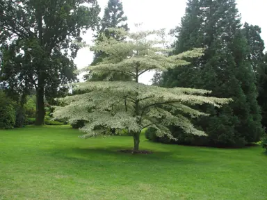 A stunning Cornus alternifolia 'Argentea' (Silver Pagoda Dogwood) specimen tree.