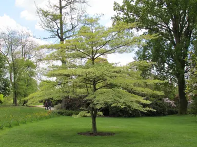 A fantastic Cornus controversa variegata (Wedding Cake Tree) specimen tree.