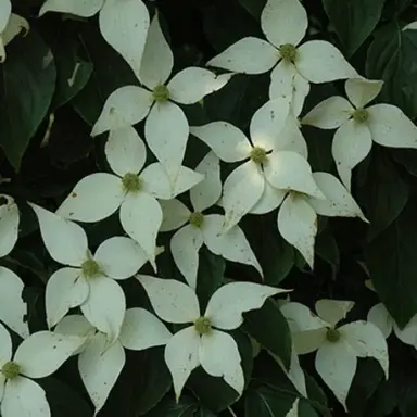 cornus-elizabeth-lustgarten-1