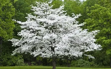 cornus-cherokee-princess-