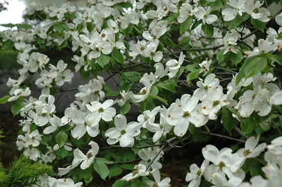 cornus-cherokee-princess-1