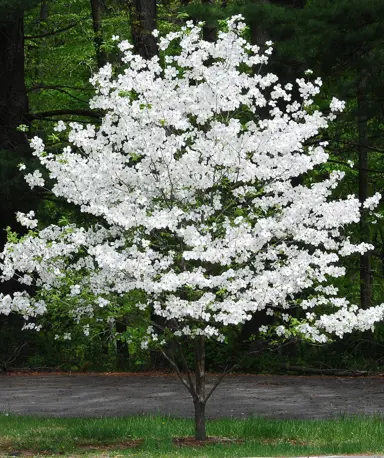 cornus-cherokee-princess-4