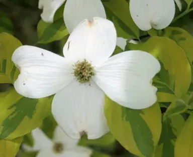 cornus-first-lady-1