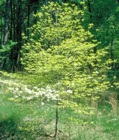 cornus-first-lady-3