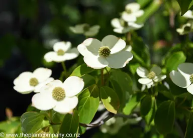 cornus-greenvale--2