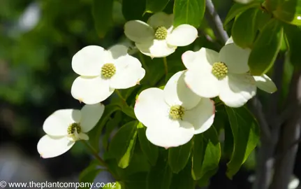 cornus-greenvale-