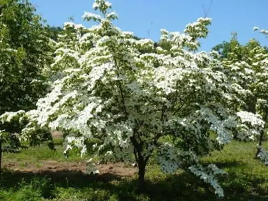 cornus-kousa-moonbeam-