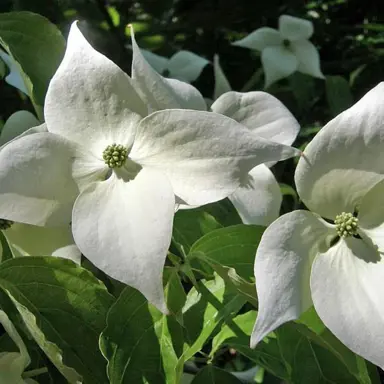 cornus-kousa-moonbeam-1