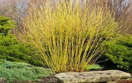 cornus-stolonifera-flaviramea-