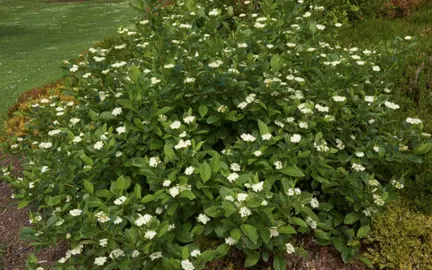 cornus-stolonifera-flaviramea-3