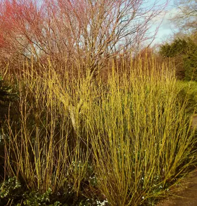 cornus-stolonifera-flaviramea-4