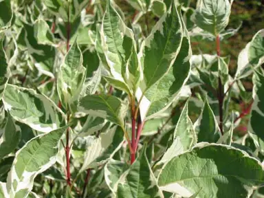 cornus-alba-elegantissima-1