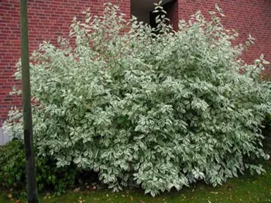 cornus-alba-elegantissima-3