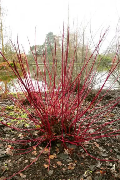 cornus-alba-sibirica-2