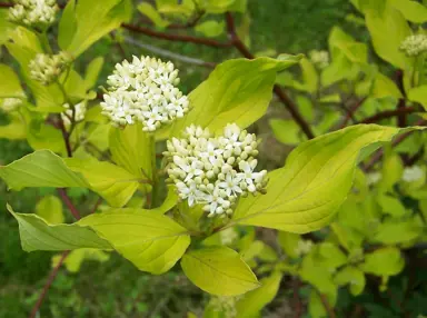 cornus-alba-sibirica-4