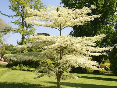 cornus-controversa-variegata-