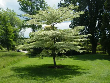 cornus-controversa-variegata-1