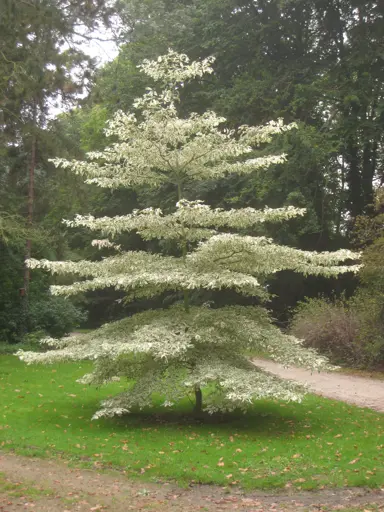 cornus-controversa-variegata-2