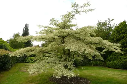 cornus-controversa-variegata-3