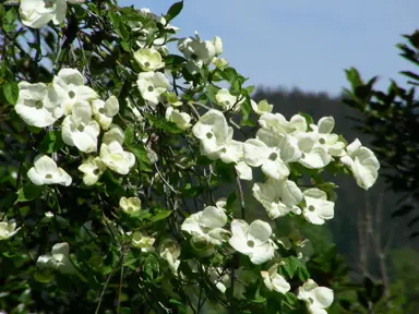 cornus-eddies-white-wonder-1