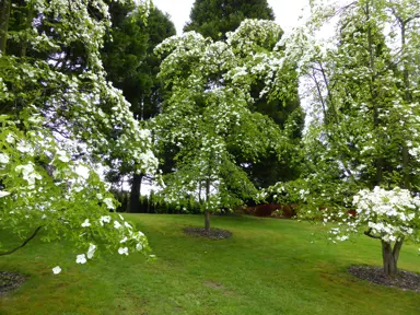 cornus-eddies-white-wonder-2