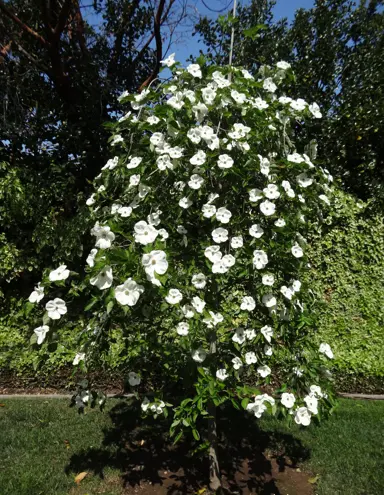 cornus-eddies-white-wonder-3