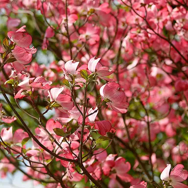 cornus-cherokee-chief-2