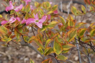 cornus-cherokee-sunset-