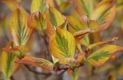 cornus-cherokee-sunset-1