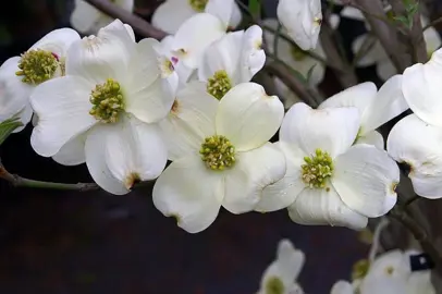 cornus-cloud-9-1