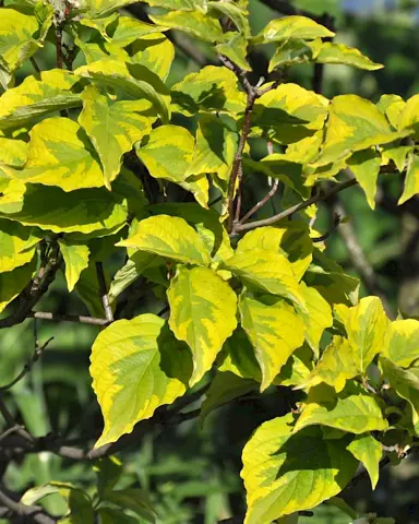 cornus-rainbow-1