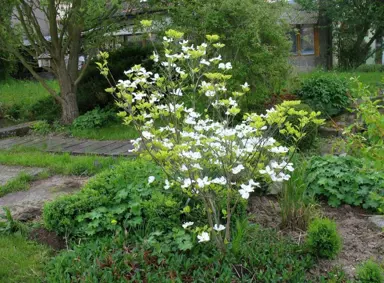 cornus-rainbow-2