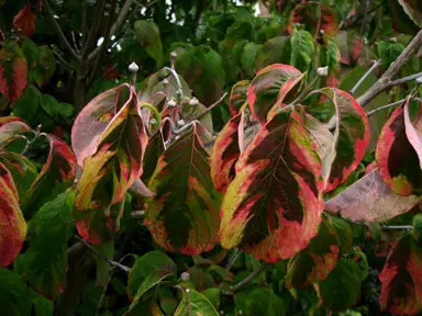 cornus-rainbow-3