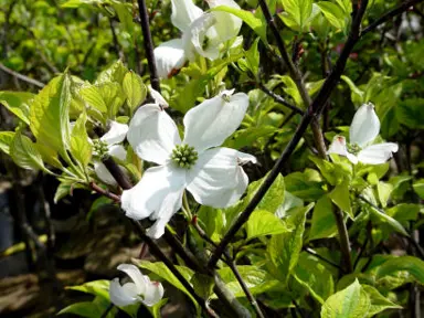 cornus-rainbow-4