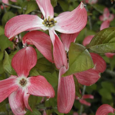 cornus-spring-song-1