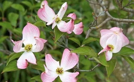 cornus-stokes-pink-