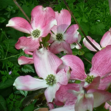 cornus-stokes-pink-2