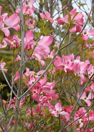 cornus-stokes-pink-3