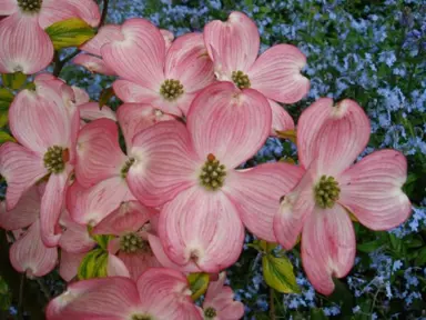 cornus-stokes-pink-5