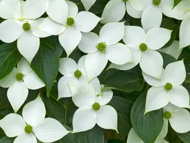 cornus-china-girl-1