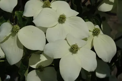 cornus-national-