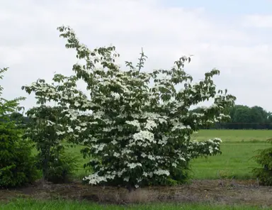 cornus-national-1