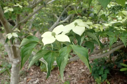 cornus-national-3