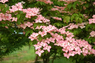 cornus-satomi-1