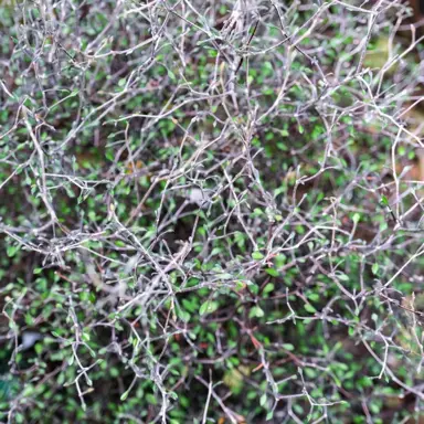 corokia-blackberry-and-lime-