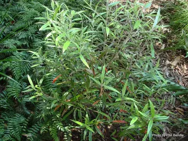 corokia-buddleioides-